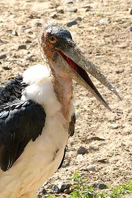 Aachener Zoo Aachener-Zoo-Marabu-002